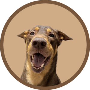 Truffle - Woof Woof Co's Resident Ambassador