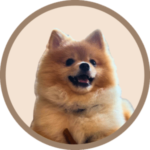 Popcorn - Woof Woof Co's Resident Ambassador